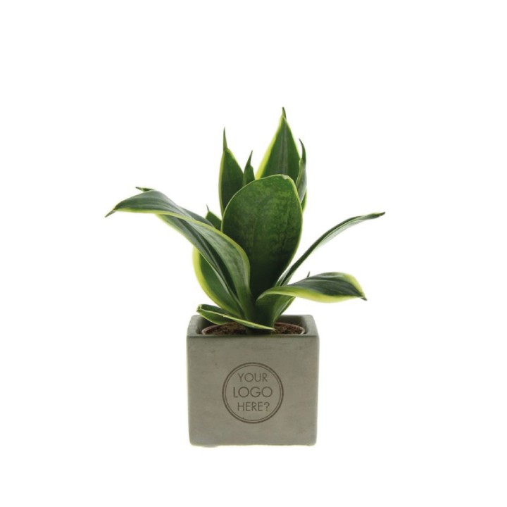 Congreet® plantpots